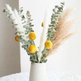  Eucalipto 100 Semillas Eucalyptus pulverulenta Baby Blue- Foliage Flor Corte 75 Eucalipto 100 Semillas Eucalyptus pulverulenta 