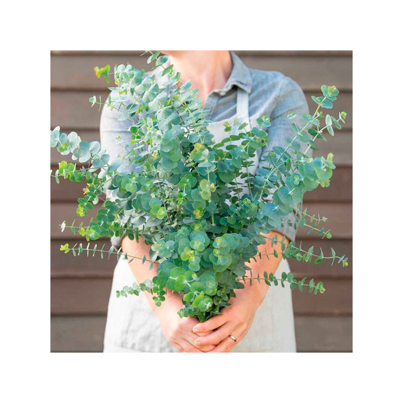  Eucalipto 100 Semillas Eucalyptus pulverulenta Baby Blue- Foliage Flor Corte 75 Eucalipto 100 Semillas Eucalyptus pulverulenta 