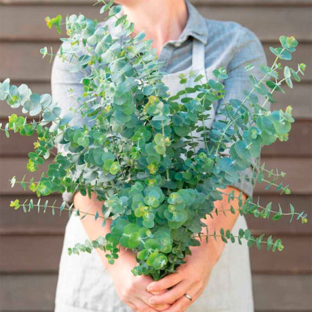  Eucalipto 100 Semillas Eucalyptus pulverulenta Baby Blue- Foliage Flor Corte 75 Eucalipto 100 Semillas Eucalyptus pulverulenta 