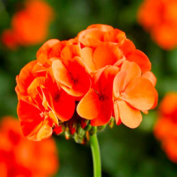  Geranio 100 Semillas Pelargonium x hortorum Pinto Premium Orange Flor Maceta Jardin 56.779661 Geranio 100 Semillas Pelargonium 