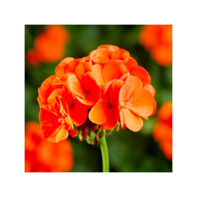 Geranio 100 Semillas Pelargonium x hortorum Pinto Premium Orange Flor Maceta Jardin 56.779661 Geranio 100 Semillas Pelargonium Geranio 100 Semillas Pelargonium x hortorum Pinto Premium Orange Flor Maceta Jardin 56.779661 Geranio 100 Semillas Pelargonium