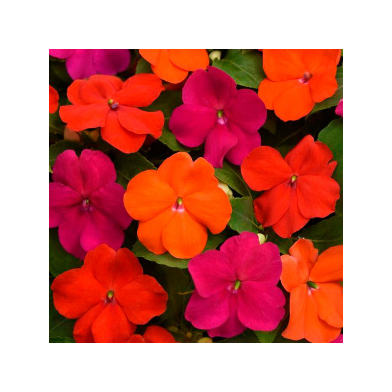 Balsamina 1000 Semillas Impatiens walleriana Beacon Sanibel Mixture Flor Maceta Jardin 103.389831 Balsamina 1000 Semillas Impat Balsamina 1000 Semillas Impatiens walleriana Beacon Sanibel Mixture Flor Maceta Jardin 103.389831 Balsamina 1000 Semillas Impat