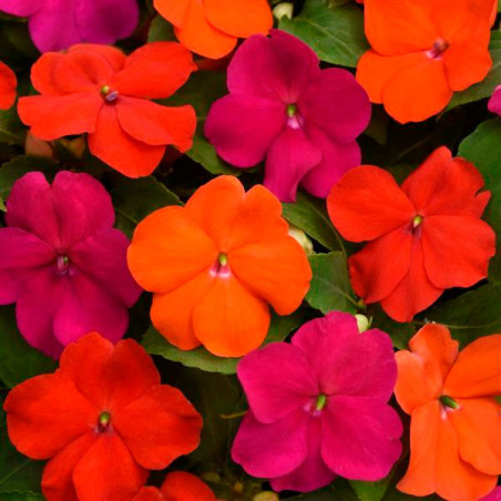  Balsamina 1000 Semillas Impatiens walleriana Beacon Sanibel Mixture Flor Maceta Jardin 103.389831 Balsamina 1000 Semillas Impat