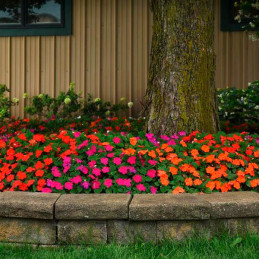 Balsamina 1000 Semillas Impatiens walleriana Beacon Sanibel Mixture Flor Maceta Jardin 103.389831 Balsamina 1000 Semillas Impat