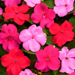  Balsamina 1000 Semillas Impatiens walleriana Beacon Oatway Mix Flor Maceta Jardin 122.000001 Balsamina 1000 Semillas Impatiens 