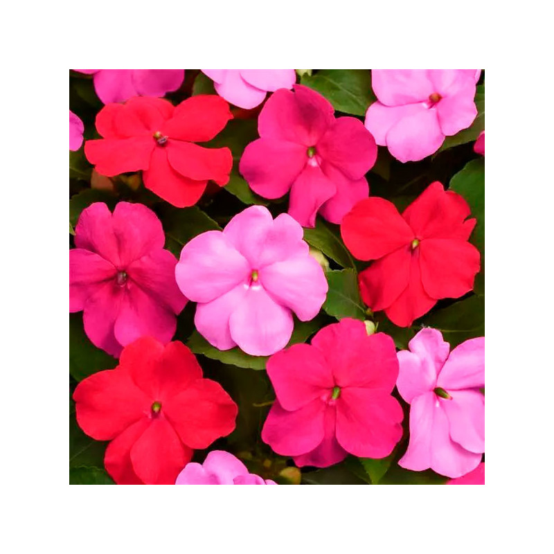 Balsamina 1000 Semillas Impatiens walleriana Beacon Oatway Mix Flor Maceta Jardin 122.000001 Balsamina 1000 Semillas Impatiens Balsamina 1000 Semillas Impatiens walleriana Beacon Oatway Mix Flor Maceta Jardin 122.000001 Balsamina 1000 Semillas Impatiens