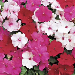  Balsamina 1000 Semillas Impatiens walleriana accent Premium Peppermint Flor Maceta Jardin 122.000001 Balsamina 1000 Semillas Im