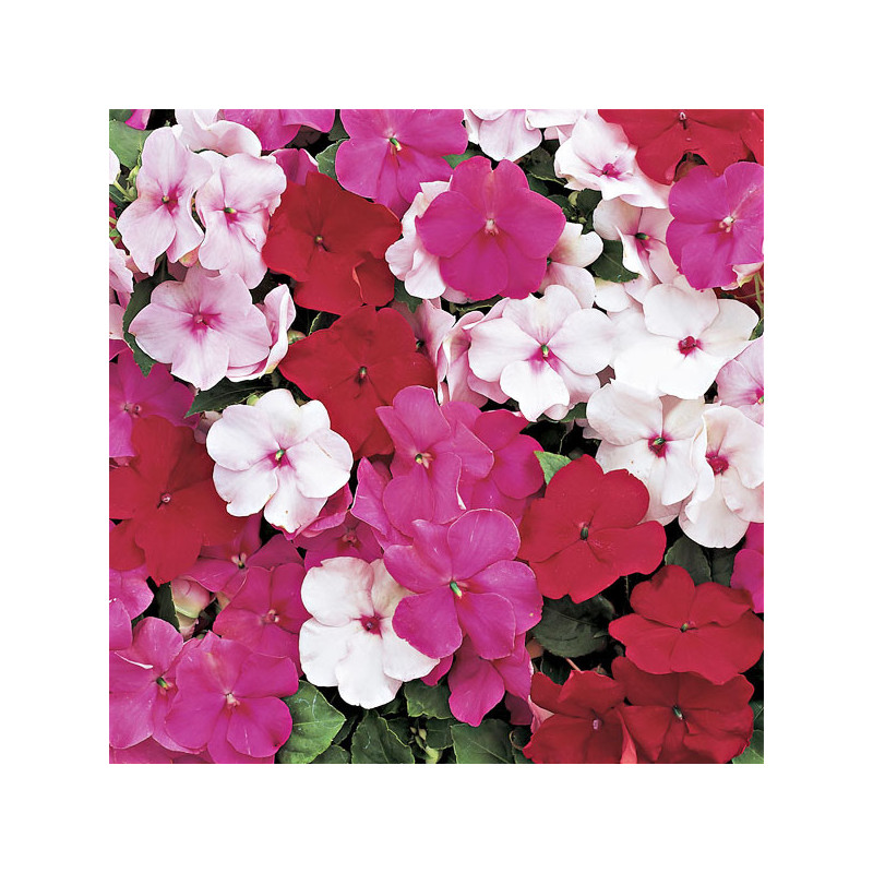  Balsamina 1000 Semillas Impatiens walleriana accent Premium Peppermint Flor Maceta Jardin 122.000001 Balsamina 1000 Semillas Im
