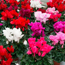  Ciclamen 100 Semillas Cyclamen persicum Halios HD Mix, Flor, Maceta, Ball Seed 114.40678 Ciclamen 100 Semillas Cyclamen persicu