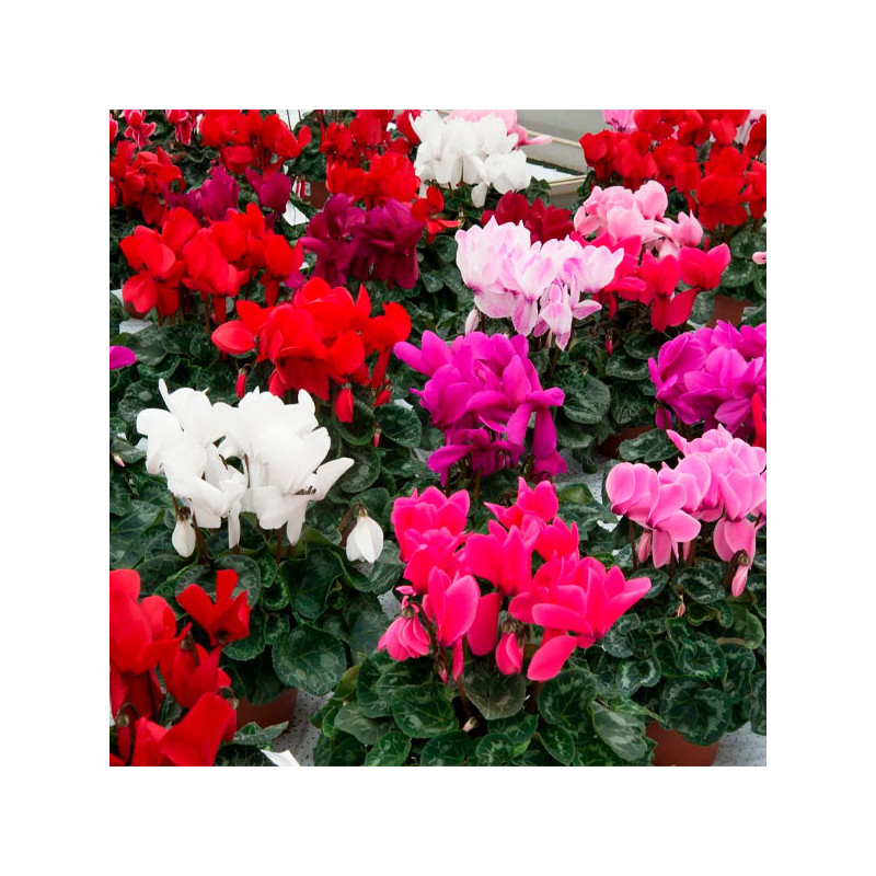  Ciclamen 100 Semillas Cyclamen persicum Halios HD Mix, Flor, Maceta, Ball Seed 114.40678 Ciclamen 100 Semillas Cyclamen persicu