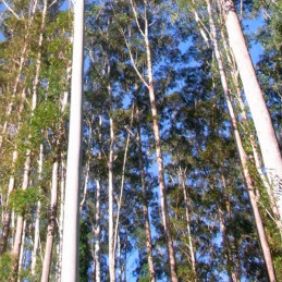  Eucalipto Rosado 500gr Semillas Eucalyptus grandis Costa Valles Interandinos Forestal 529.661017 Eucalipto Rosado 500gr Semilla