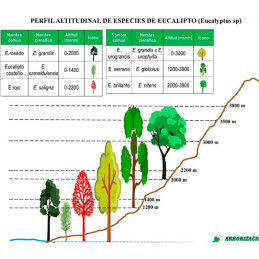 Eucalipto Rosado 500gr Semillas Eucalyptus grandis Costa Valles Interandinos Forestal 529.661017 Eucalipto Rosado 500gr Semilla
