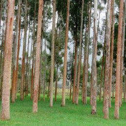  Eucalipto Urograndis 250gr Semillas Eucalyptus grandis x E. urophylla Forestal 1324.576271 Eucalipto Urograndis 250gr Semillas 