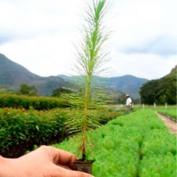  Pino Rojo 1Kg Semillas Pinus Tecunumanii Costa Valles Interandinos Forestal 3932.20339 Pino Rojo 1Kg Semillas Pinus Tecunumanii