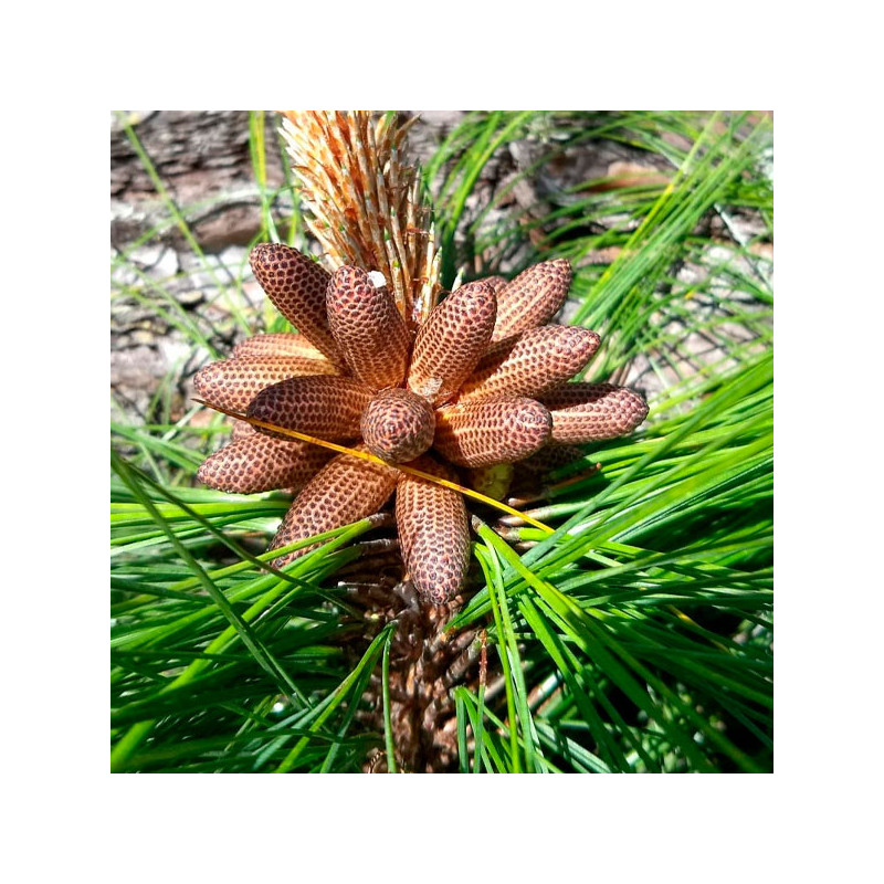  Pino Rojo 1Kg Semillas Pinus Tecunumanii Costa Valles Interandinos Forestal 3932.20339 Pino Rojo 1Kg Semillas Pinus Tecunumanii