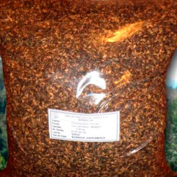  Pino Rojo 250gr Semillas Pinus Tecunumanii Costa Valles Interandinos Forestal 1016.949153 Pino Rojo 250gr Semillas Pinus Tecunu