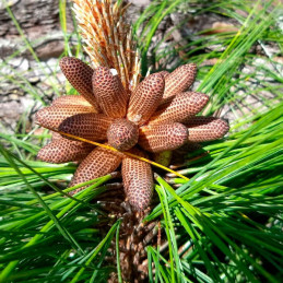  Pino Rojo 250gr Semillas Pinus Tecunumanii Costa Valles Interandinos Forestal 1016.949153 Pino Rojo 250gr Semillas Pinus Tecunu