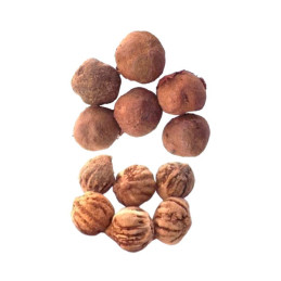  Teca 1Kg Semillas Tectona grandis Zona Tropical Forestal 305.084746 Teca 1Kg Semillas Tectona grandis Zona Tropical Forestal
La