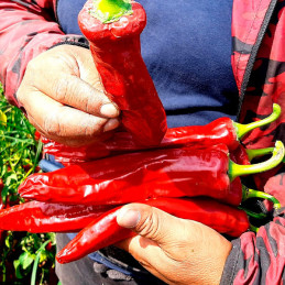  Paprika Maxi King 500gr Semillas Capsicum PanDia Seeds 355.932203 Paprika Maxi King 500gr Semillas Capsicum PanDia Seeds
Planta