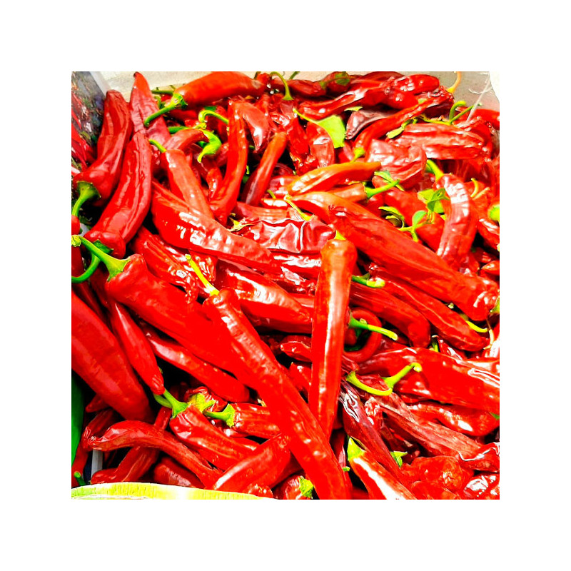  Paprika Maxi King 500gr Semillas Capsicum PanDia Seeds 355.932203 Paprika Maxi King 500gr Semillas Capsicum PanDia Seeds
Planta
