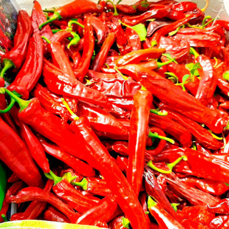  Paprika Maxi King 500gr Semillas Capsicum PanDia Seeds 355.932203 Paprika Maxi King 500gr Semillas Capsicum PanDia Seeds
Planta