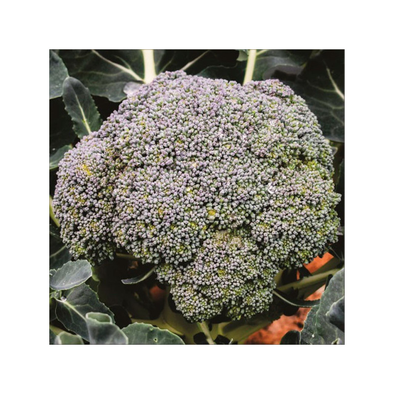  Brocoli Filipo 1000 Semillas Hibrido F1 Feltrin 44.915254 Brocoli Filipo 1000 Semillas Hibrido F1 Feltrin
Brocoli para siembras