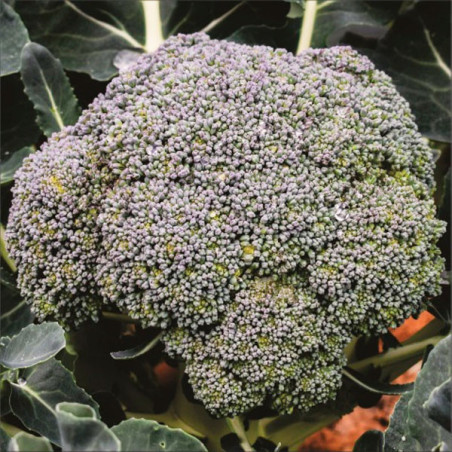  Brocoli Filipo 1000 Semillas Hibrido F1 Feltrin 44.915254 Brocoli Filipo 1000 Semillas Hibrido F1 Feltrin
Brocoli para siembras