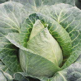  Col Corazon de Buey 100gr Semillas Variedad Feltrin 53.389831 Col Corazon de Buey 100gr Semillas Variedad Feltrin
Planta vigoro