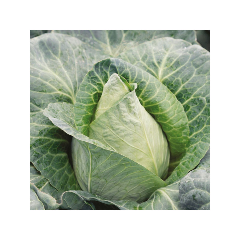  Col Corazon de Buey 100gr Semillas Variedad Feltrin 53.389831 Col Corazon de Buey 100gr Semillas Variedad Feltrin
Planta vigoro