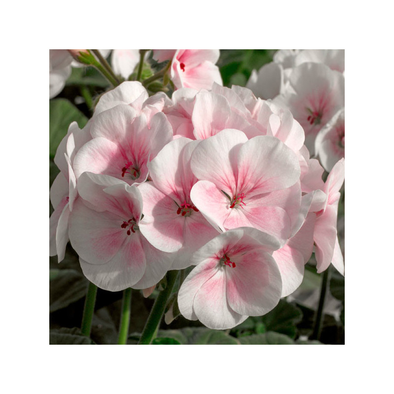 Geranio 1000 Semillas Pelargonium hortorum Maverick Appleblossom Flor Maceta Jardin 500 Geranio 1000 Semillas Pelargonium horto Geranio 1000 Semillas Pelargonium hortorum Maverick Appleblossom Flor Maceta Jardin 500 Geranio 1000 Semillas Pelargonium horto