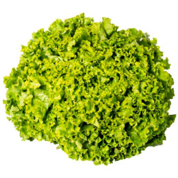  Lechuga Cinderela 100gr Semillas Tipo Crespa Verde Feltrin 123 Lechuga Cinderela 100gr Semillas Tipo Crespa Verde Feltrin
Lechu