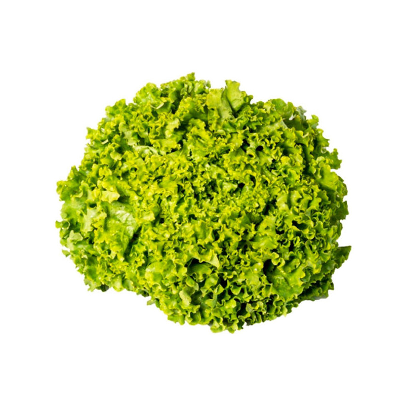 Lechuga Cinderela 100gr Semillas Tipo Crespa Verde Feltrin 123 Lechuga Cinderela 100gr Semillas Tipo Crespa Verde Feltrin
Lechu Lechuga Cinderela 100gr Semillas Tipo Crespa Verde Feltrin 123 Lechuga Cinderela 100gr Semillas Tipo Crespa Verde Feltrin
Lechu