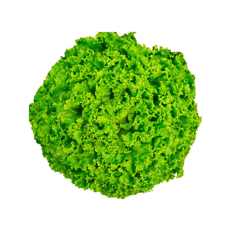 Lechuga Loreane 5000 Semillas Tipo Crespa Verde Feltrin 60.169492 Lechuga Loreane 5000 Semillas Tipo Crespa Verde Feltrin
Lechu Lechuga Loreane 5000 Semillas Tipo Crespa Verde Feltrin 60.169492 Lechuga Loreane 5000 Semillas Tipo Crespa Verde Feltrin
Lechu