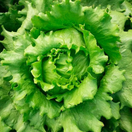  Lechuga Megan 5000 Semillas Tipo Americana Iceberg Compacta Feltrin 60.169492 Lechuga Megan 5000 Semillas Tipo Americana Iceber