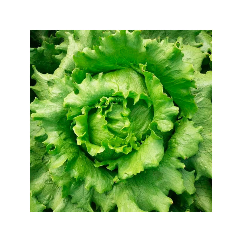  Lechuga Megan 5000 Semillas Tipo Americana Iceberg Compacta Feltrin 60.169492 Lechuga Megan 5000 Semillas Tipo Americana Iceber