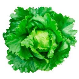  Lechuga Rafaela 100gr Semillas Tipo Americana Iceberg Compacta Feltrin 104.237288 Lechuga Rafaela 100gr Semillas Tipo Americana