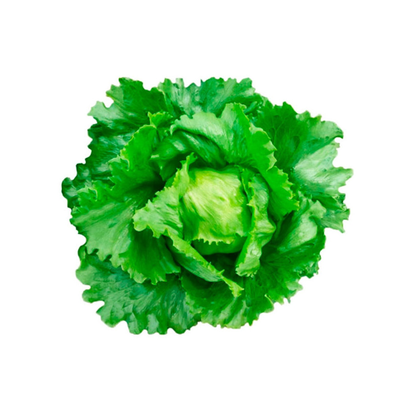 Lechuga Rafaela 100gr Semillas Tipo Americana Iceberg Compacta Feltrin 104.237288 Lechuga Rafaela 100gr Semillas Tipo Americana