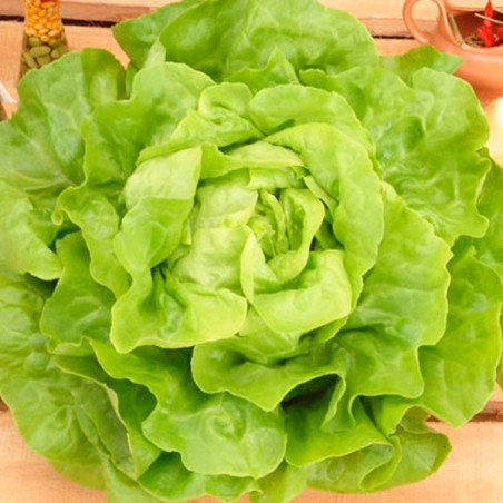  Lechuga Stella 2000 Semillas Tipo Seda Feltrin 30.508475 Lechuga Stella 2000 Semillas Tipo Seda Feltrin
Lechuga tipo seda
Hoja 