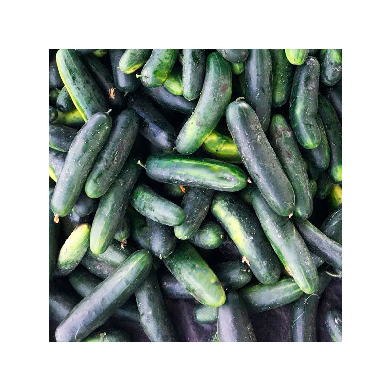 Pepinillo Tiburon 5000 Semillas Hibrido F1 PanDia Seeds 325.423729 Pepinillo Tiburon 5000 Semillas Hibrido F1 PanDia Seeds
Pepi Pepinillo Tiburon 5000 Semillas Hibrido F1 PanDia Seeds 325.423729 Pepinillo Tiburon 5000 Semillas Hibrido F1 PanDia Seeds
Pepi