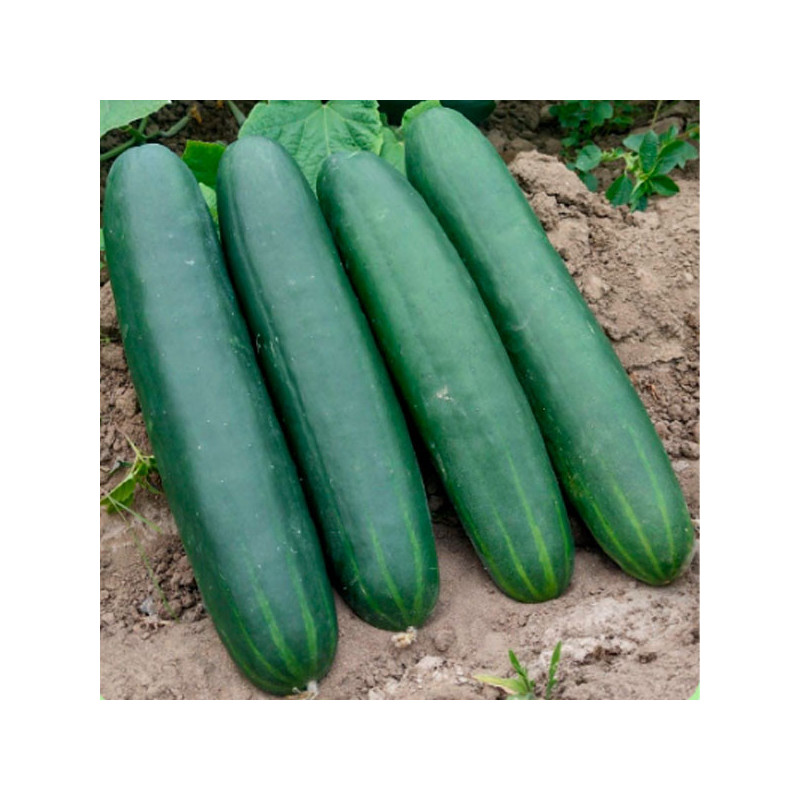  Pepinillo Megalodon 5000 Semillas Hibrido F1 PanDia Seeds 383.050847 Pepinillo Megalodon 5000 Semillas Hibrido F1 PanDia Seeds
