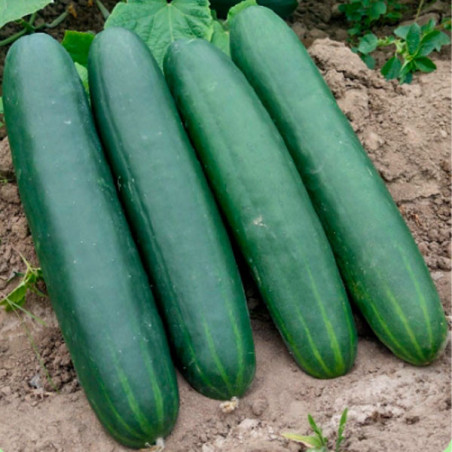  Pepinillo Megalodon 5000 Semillas Hibrido F1 PanDia Seeds 383.050847 Pepinillo Megalodon 5000 Semillas Hibrido F1 PanDia Seeds
