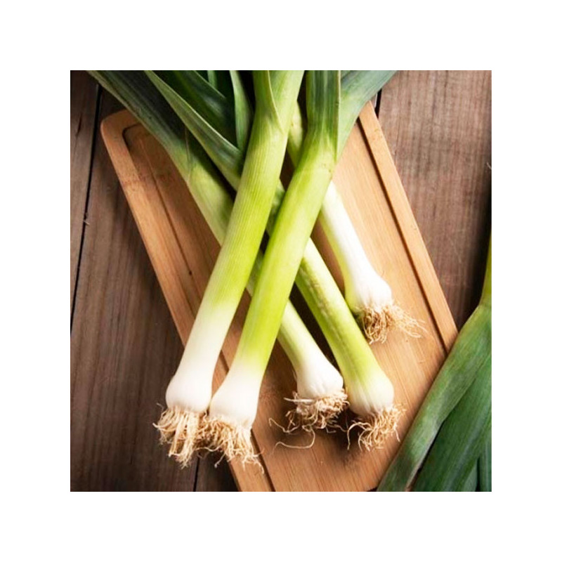  Poro Carentan 100gr Semillas Feltrin 56.779661 Poro Carentan 100gr Semillas Feltrin
Planta verde oscura, cultivo todo el año
Ci