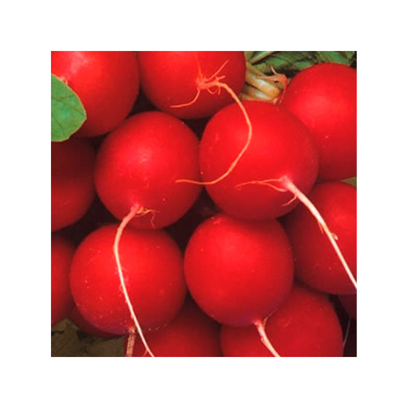  Rabanito VIP Crimson 500gr Semillas Feltrin 38.135593 Rabanito VIP Crimson 500gr Semillas Feltrin
Planta de porte bajo se siemb