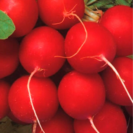  Rabanito VIP Crimson 500gr Semillas Feltrin 38.135593 Rabanito VIP Crimson 500gr Semillas Feltrin
Planta de porte bajo se siemb
