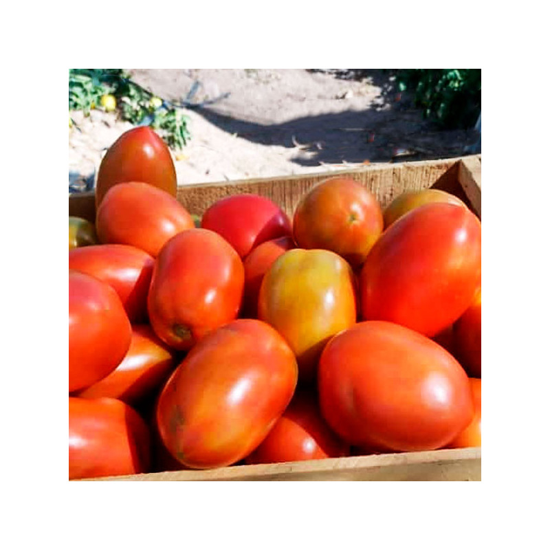  Tomate Kina 5000 Semillas Hibrido F1 Tipo Italiano Determinado NASCO 1277.966102 Tomate Kina 5000 Semillas Hibrido F1 Tipo Ital