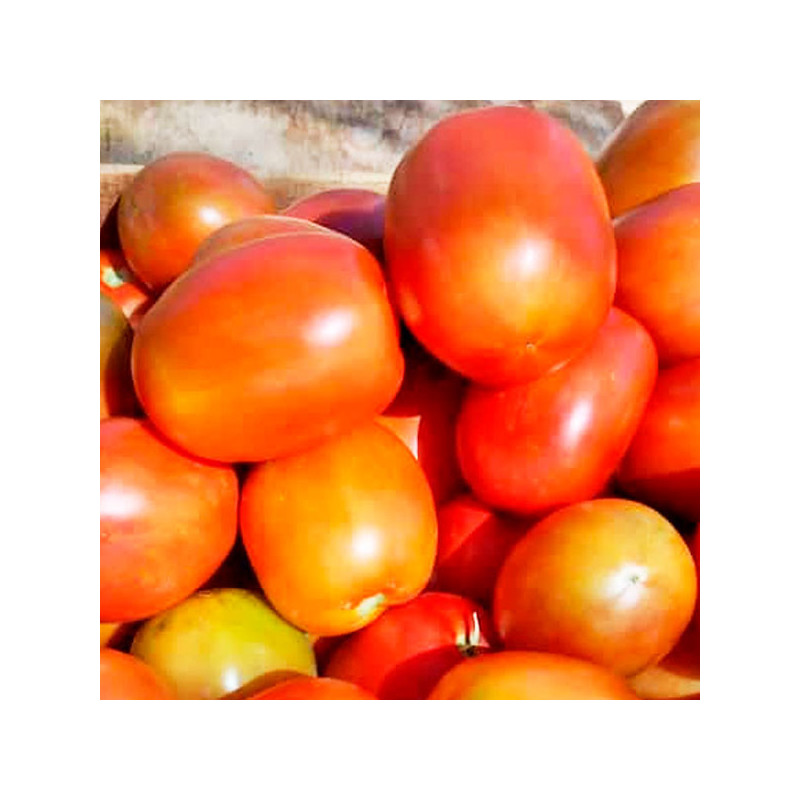  Tomate Nikita 5000 Semillas Hibrido F1 Tipo Italiano Determinado NASCO 1327.118644 Tomate Nikita 5000 Semillas Hibrido F1 Tipo 