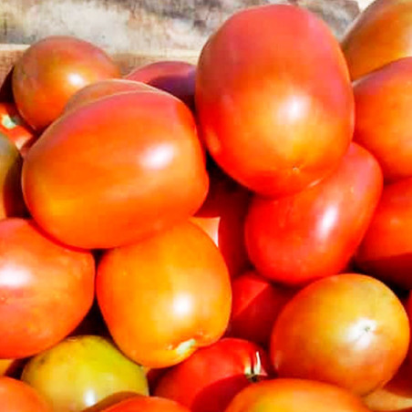  Tomate Nikita 5000 Semillas Hibrido F1 Tipo Italiano Determinado NASCO 1327.118644 Tomate Nikita 5000 Semillas Hibrido F1 Tipo 