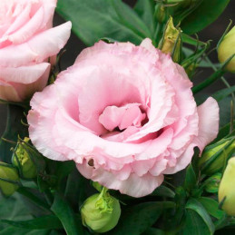  Lisianto 1000 Semillas Eustoma grandiflorum Lisianthus Julietta Pink F1 PLT Flor Corte 303.389831 Lisianto 1000 Semillas Eustom