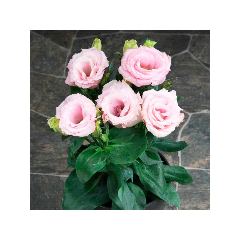 Lisianto 1000 Semillas Eustoma grandiflorum Lisianthus Julietta Pink F1 PLT Flor Corte 303.389831 Lisianto 1000 Semillas Eustom Lisianto 1000 Semillas Eustoma grandiflorum Lisianthus Julietta Pink F1 PLT Flor Corte 303.389831 Lisianto 1000 Semillas Eustom