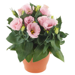  Lisianto 1000 Semillas Eustoma grandiflorum Lisianthus Julietta Pink F1 PLT Flor Corte 303.389831 Lisianto 1000 Semillas Eustom